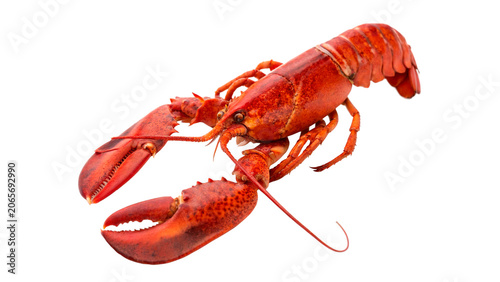 Fresh red boiled crayfish lobster side view isolated on a transparent background seafood design element