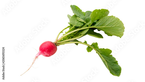 Fresh raw organic red radish with green leaves isolated on a transparent background root vegetable