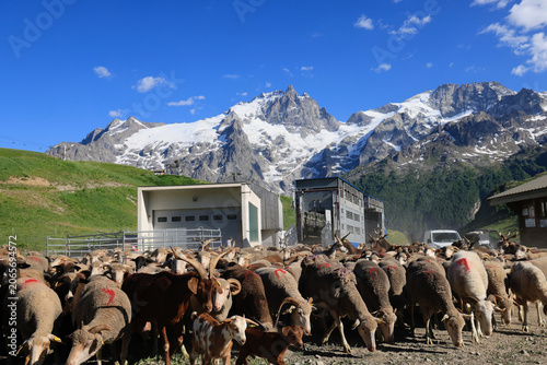Photos Arrivée de la transhumance par camion des brebis pour l'estive en montagne