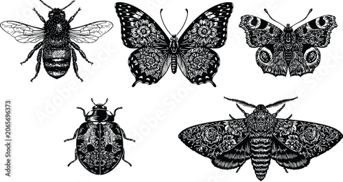 Insect vector set featuring detailed bee butterflies beetle