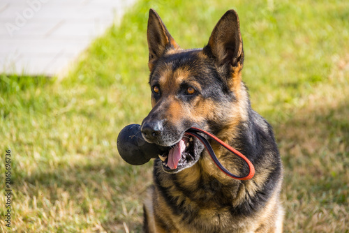 Φωτογραφία Active German Shepherd Dog Playing with Training Toy on Green Lawn