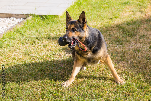 Φωτογραφία Active German Shepherd Dog Playing with Training Toy on Green Lawn