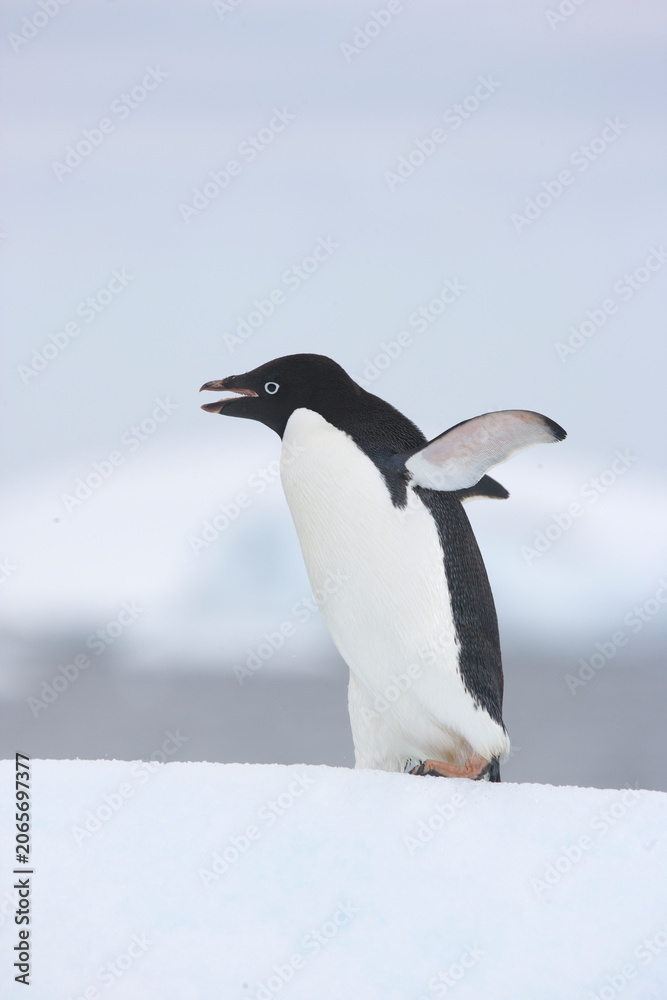 Fototapeta premium Adelie penguins walks along the top of an iceberg in Antarctica 