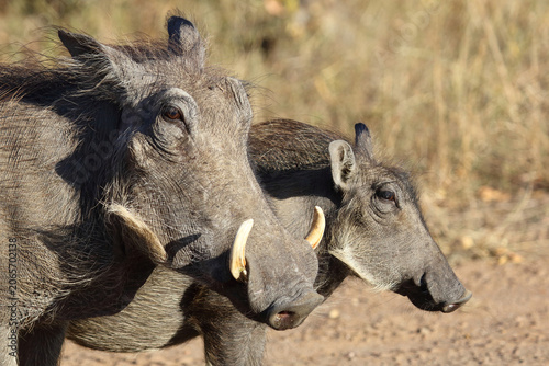Cuadro en lienzo Warzenschwein / Warthog / Phacochoerus africanus