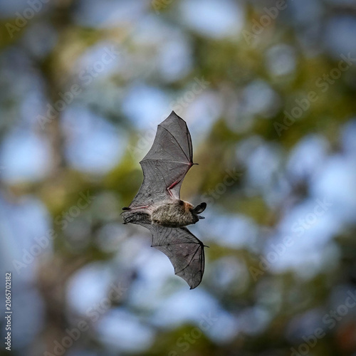 Brown Bat - Colorado