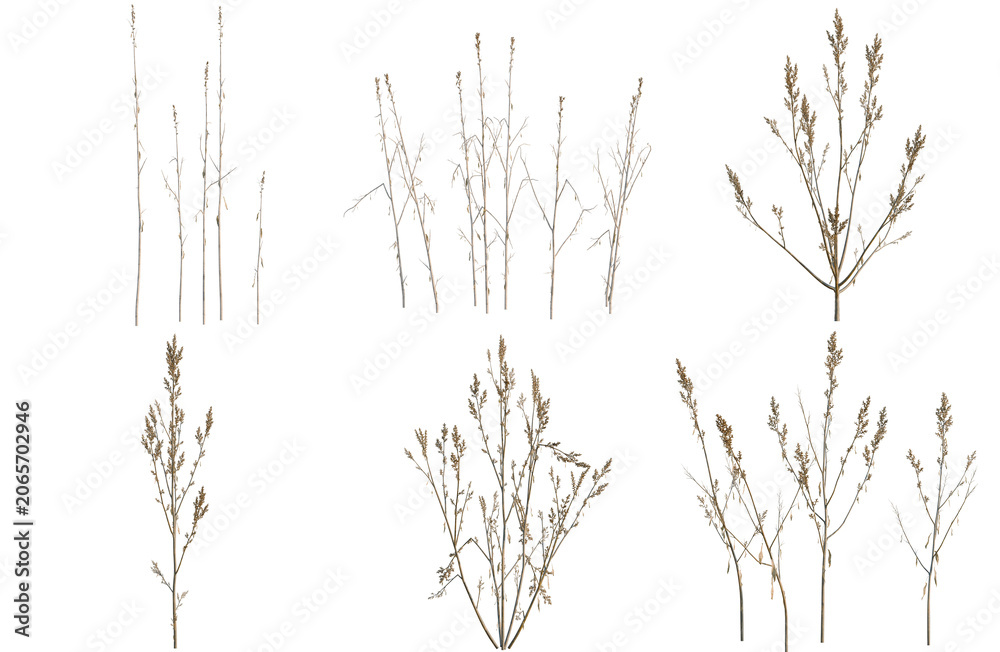 Obraz premium Set of Amaranthus cruentus tree, elevation, front view, cutout, transparent background, isolate, Collection of stylized shrubbery illustrations - perfect for game design or decorative elements.