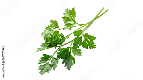 Φωτογραφία Fresh green organic parsley plant leaves branch isolated on transparent backgrou