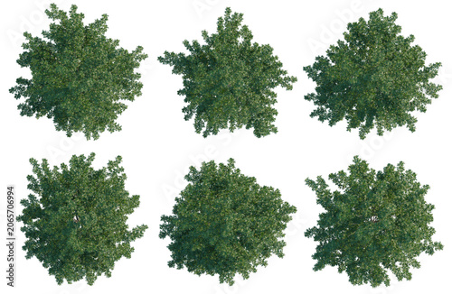 Set of  Quercus palustris tree plan, top view, cutout, transparent background, isolate, Collection of Lush Green Tree Canopies - Ideal for Game Development and Landscape Design.