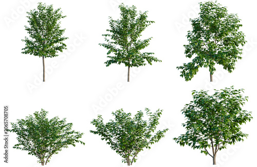 Photos Set of Morus alba tree, elevation, front view, cutout, transparent background, i