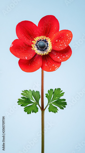 Bright red anemone flower in rain with vivid colors and shallow depth of field