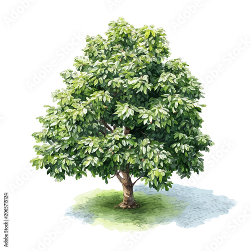 Photography Watercolor drawing of Chestnut Tree, on clean white background