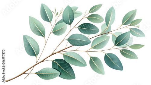 Eucalyptus branch, green leaves, botanical illustration, watercolor style, floral element