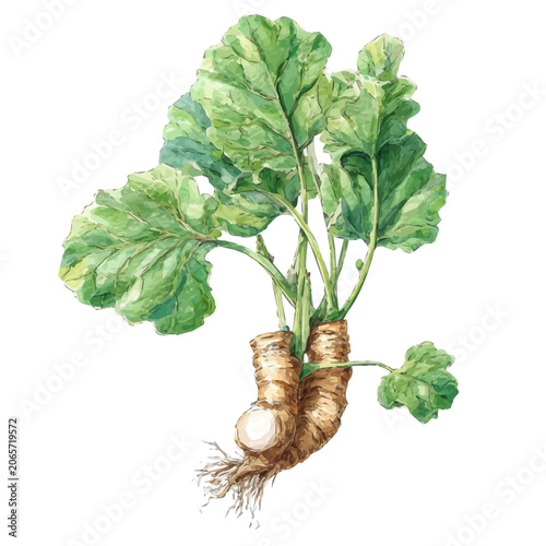 Fotografie Watercolor illustration of Burdock Root, isolated on white background