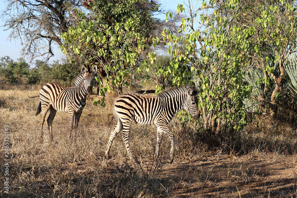 Fototapeta premium Steppenzebra / Burchell's zebra / Equus quagga burchellii