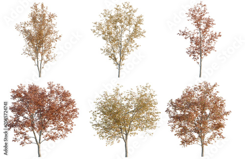 Obraz na płótnie Set of Acer saccharinum tree, elevation, front view, cutout, transparent backgro