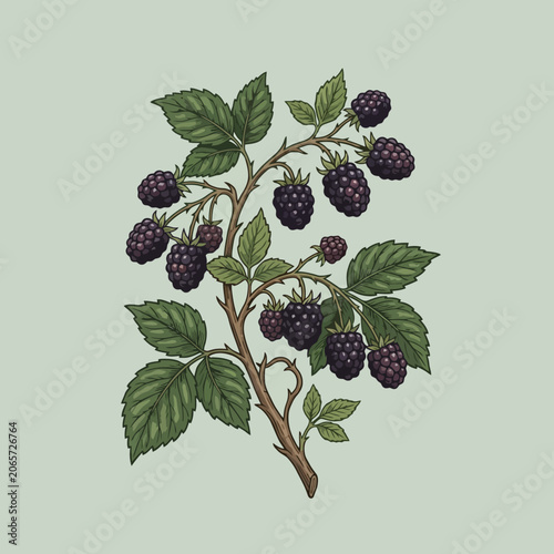 A detailed illustration of a ripe blackberry branch with leaves