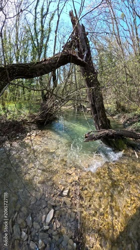 Crystal transparent river in sunny forest, vertical footage