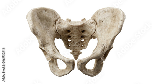 Fotografie Human pelvis skeletal bone structure from frontal anatomical view