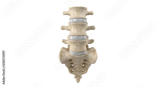 Bilde på lerret Human lumbar spine bone structure from frontal anatomical view