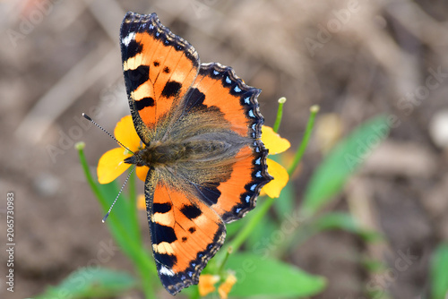 Quadro em tela Small tortoiseshell on a wallflower in summer