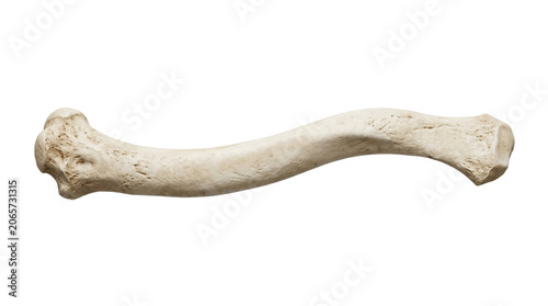Obraz na plátně Human clavicle collarbone skeletal bone structure from frontal view