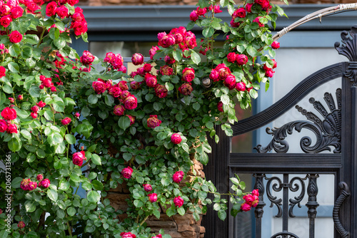 Spring blossoms frame courtyard gate with vibrant spring vibes