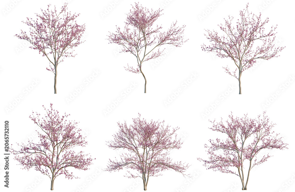 Fototapeta premium Set of Cercis canadensis tree, elevation, front view, cutout, transparent background, isolate, Six Blooming Cherry Trees with Pink Flowers - Springtime Nature Elements for Design