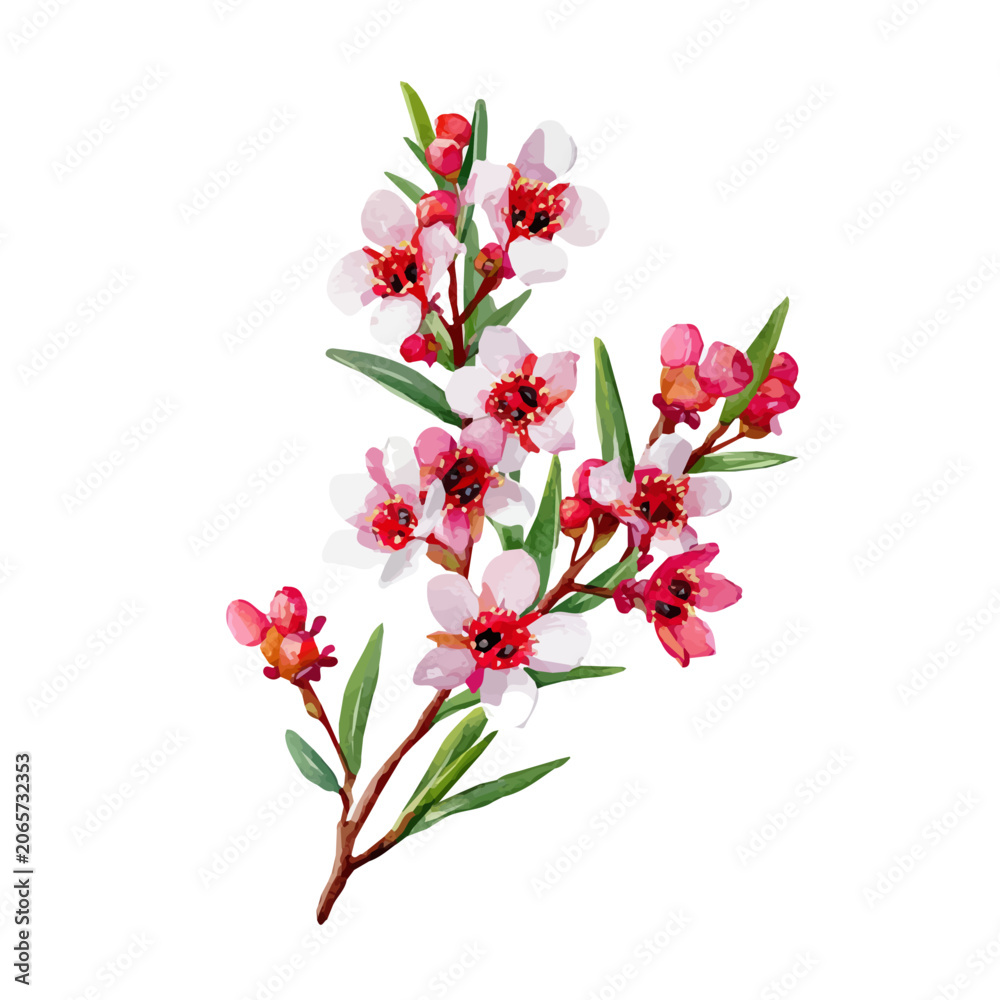 Fototapeta premium Waxflower, watercolor clipart isolated on white background