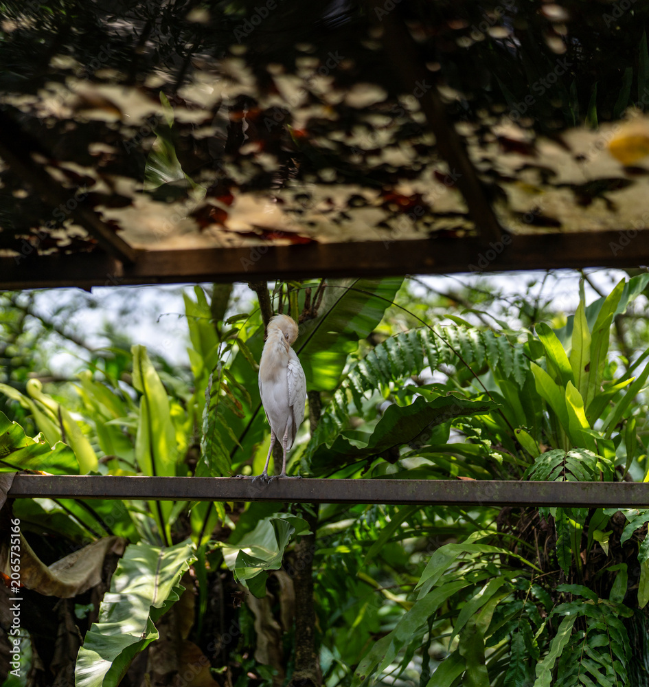 Fototapeta premium white heron in the woods