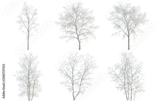 Foto Set of Betula platyphylla tree, elevation, front view, cutout, transparent background, isolate, Six bare trees with intricate branch structures - perfect for digital art and landscape design elements