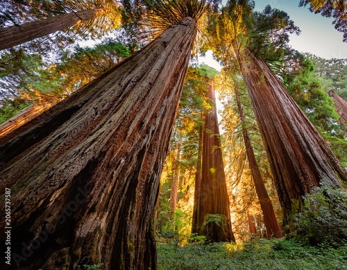 redwood trees in a state park big basin redwood state park california usa