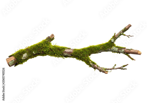 Mossy tree branch isolated on transparent background for enchanted forest art and natural woodland ambiance, textured organic material.