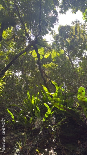 Photos tree in the fores 沖縄 熱帯植物 太陽の光 シダ植物 力強い生命力 見上げるようなアングル 亜熱帯の森