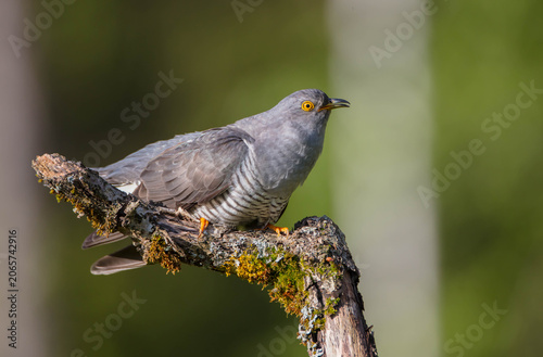 Foto Common cuckoo - in spring at a wet forest