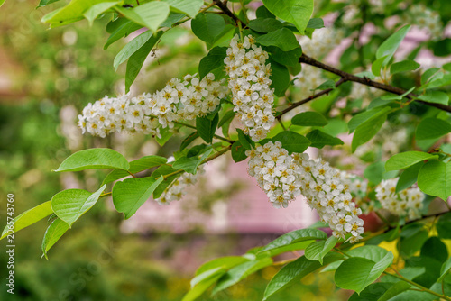 A bush of spiraea blooming in spring