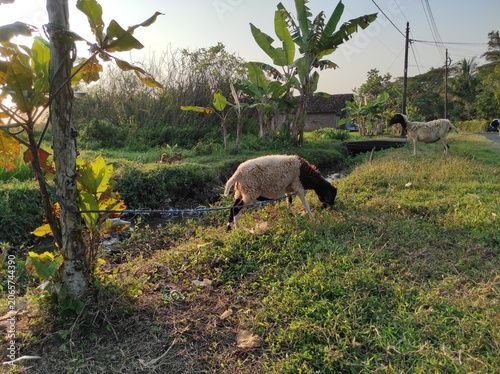 goat Grazing in a Green Field on a Farm