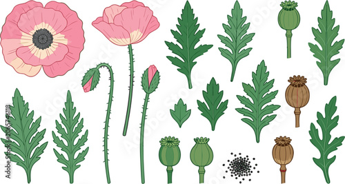 Schilderij op canvas Pink poppy flower vector set with botanical elements green leaves wildflower bud