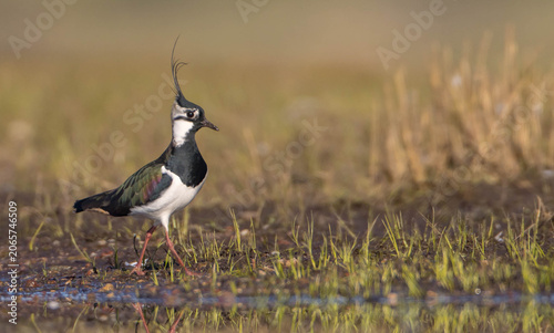 Foto Northern lapwing - male bird at a wetland in spring