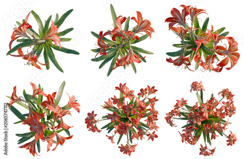 Fotografija Set of  Hippeastrum rutilum tree plan, top view, cutout, transparent background,