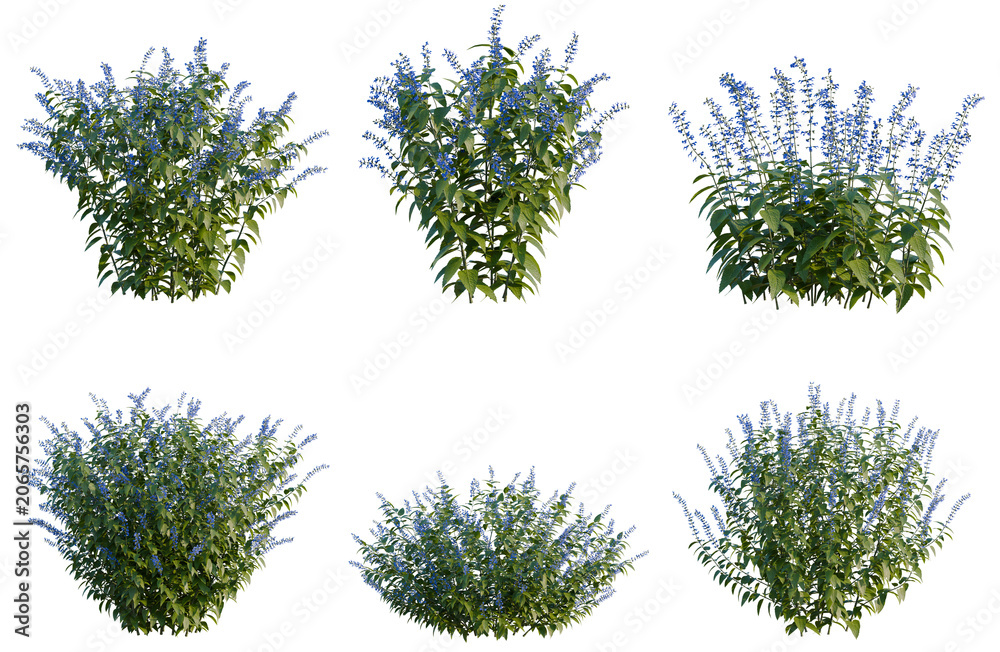 Fototapeta premium Set of Salvia guaranitica tree, elevation, front view, cutout, transparent background, isolate, Detailed Blue Shrubbery Collection - Perfect for Landscaping Visuals and Design Projects