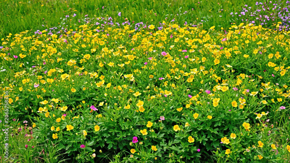 Obraz premium Vibrant field of yellow and purple wildflowers blooming on a sunny summer day