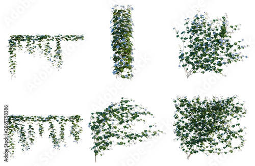 Konstfotografi Set of Ipomoea nil tree, elevation, front view, cutout, transparent background,