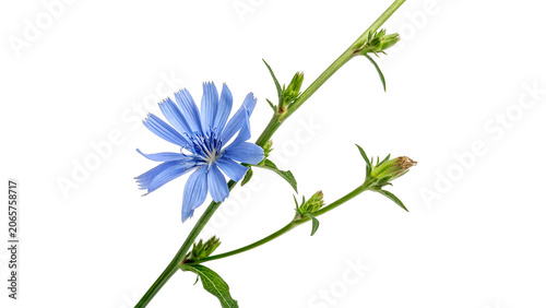 Fotografie Wild blue chicory flower blossoms on green branch isolated on transparent backgr