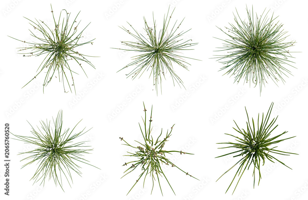 Obraz premium Set of Juncus effusus tree plan, top view, cutout, transparent background, isolate, Collection of green grass clumps with various shapes and sizes on a black background.