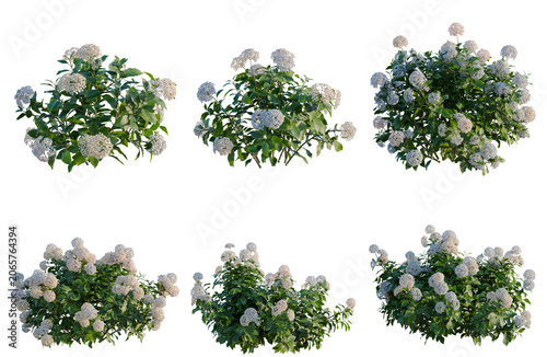 Obraz na plátne Set of Hydrangea macrophylla Mix tree, elevation, front view, cutout, transparen