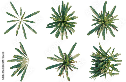 Schilderij op canvas Set of  Asplenium nidus tree plan, top view, cutout, transparent background, iso