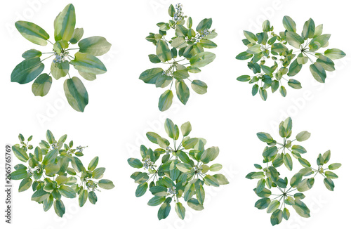 Fotografía Set of  Echinodorus grandiflorus tree plan, top view, cutout, transparent backgr