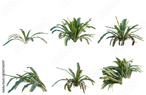 Tableau sur toile Set of Asplenium nidus tree, elevation, front view, cutout, transparent backgrou