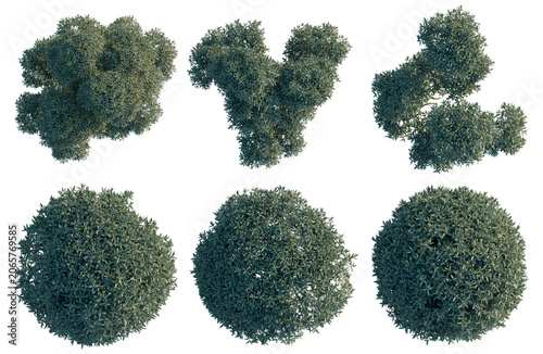 Cuadro en lienzo Set of  Phillyrea angustifolia tree plan, top view, cutout, transparent background, isolate, Collection of neatly trimmed shrubbery bushes - perfect for landscaping or garden design projects