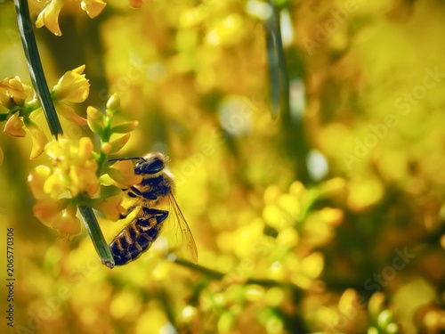 Honey Bee Collecting Pollen from Yellow Flowers